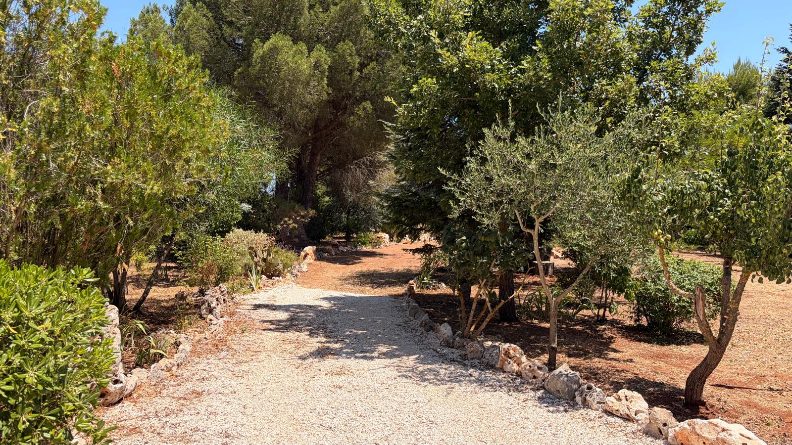 Trulli Comunicanti, Restaurati con Antico Camino, Ulivi Secolari.
